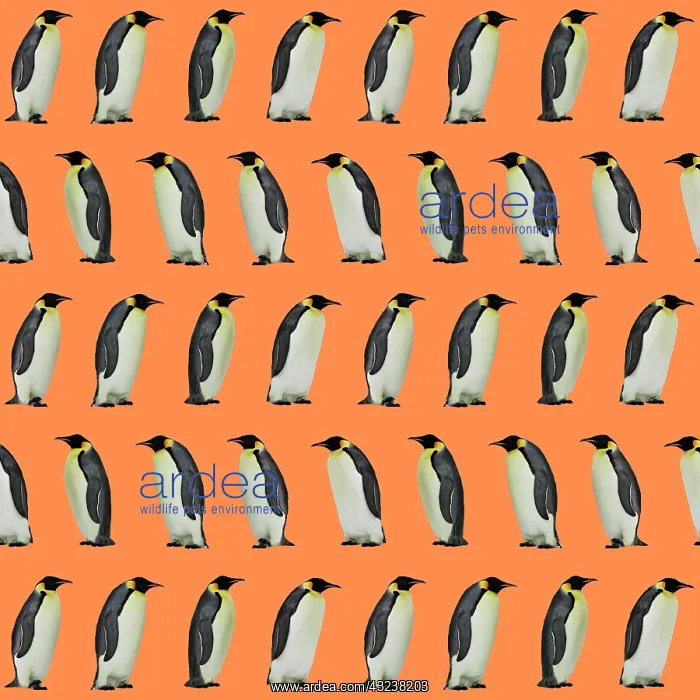 : Emperor Penguin : Emperor Penguin