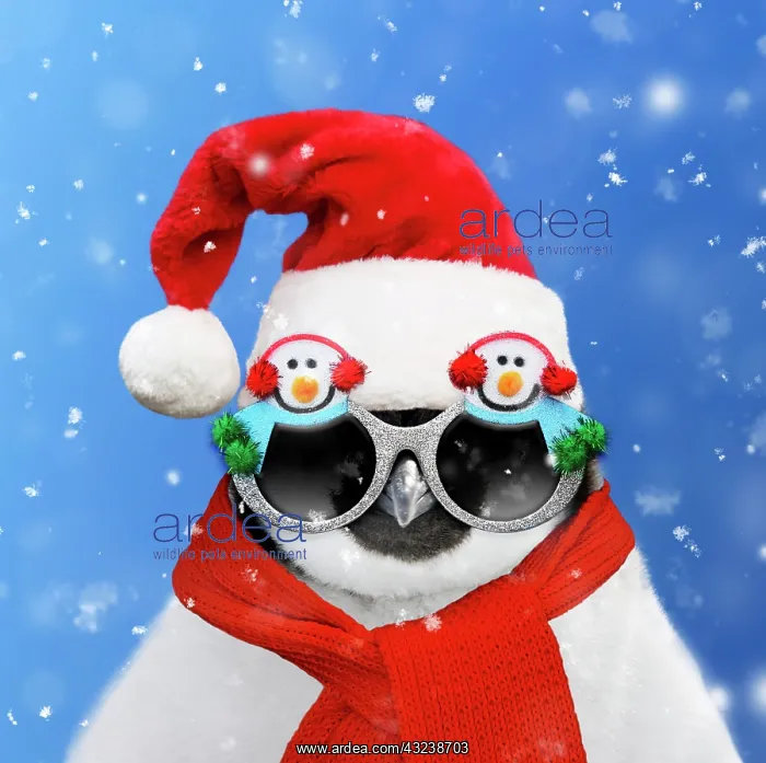 : Emperor Penguin : Emperor Penguin