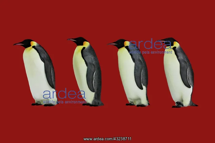: Emperor Penguin : Emperor Penguin