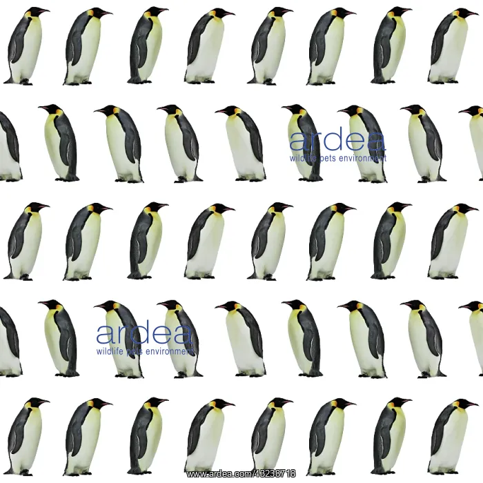 : Emperor Penguin : Emperor Penguin