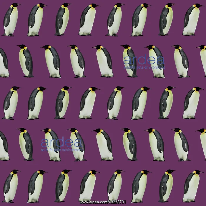 : Emperor Penguin : Emperor Penguin