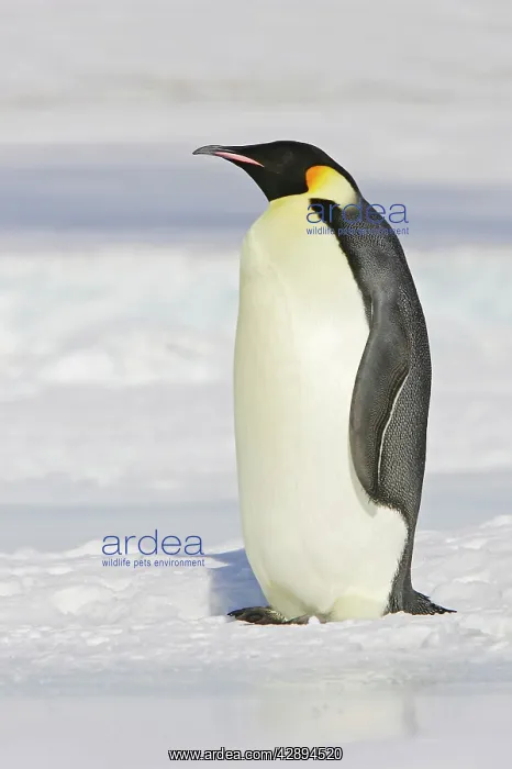 : Emperor Penguin - adult : Emperor Penguin - adult