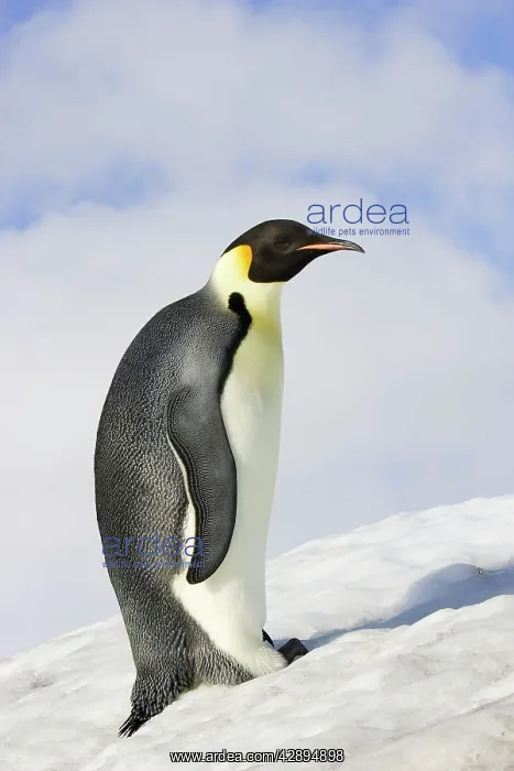  : Emperor Penguin - adult