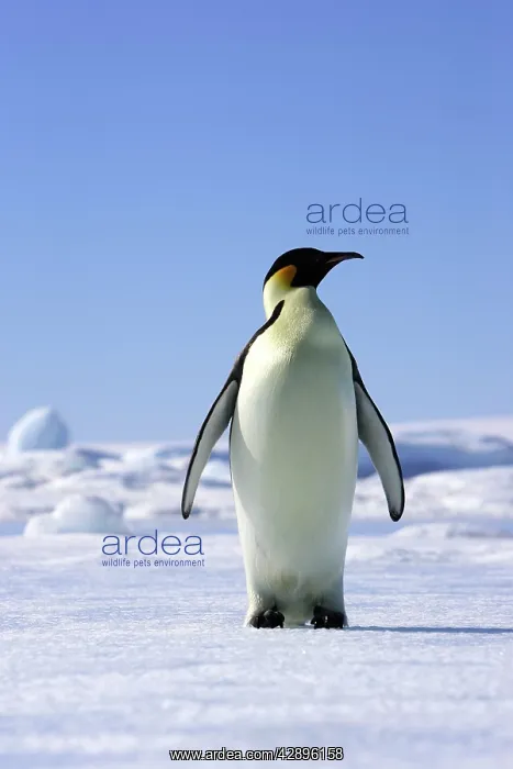 : Emperor Penguin - adult : Emperor Penguin - adult