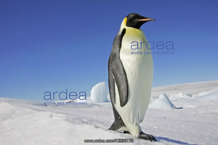 : Emperor Penguin - adult : Emperor Penguin - adult