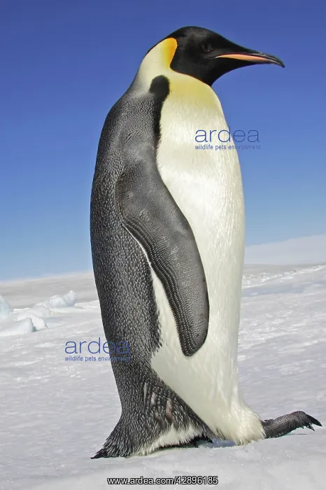 : Emperor Penguin - adult : Emperor Penguin - adult