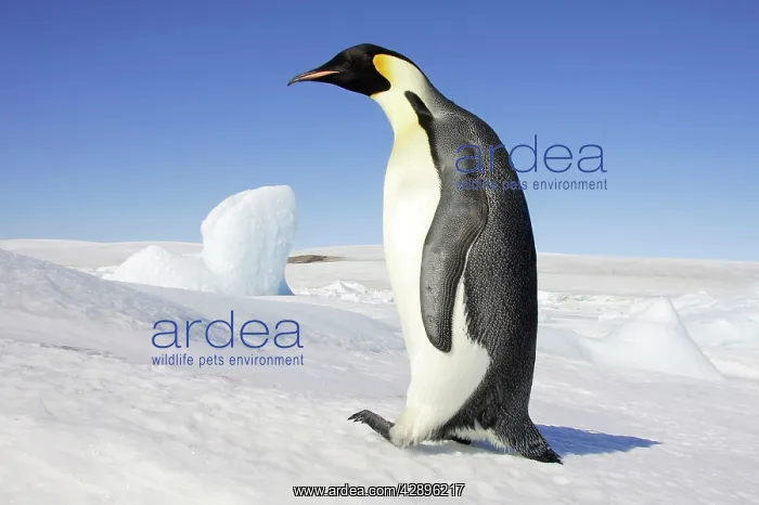 : Emperor Penguin - adult : Emperor Penguin - adult