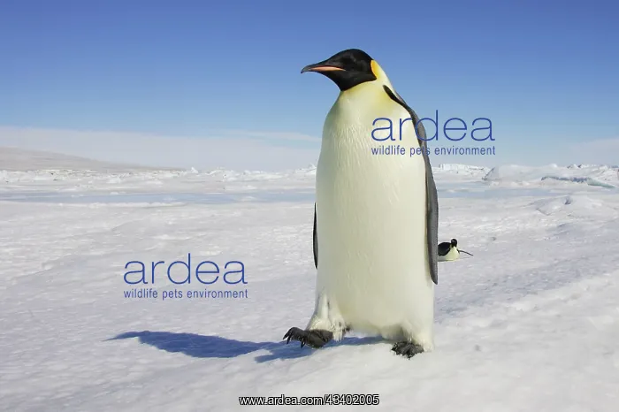 : Emperor Penguin - adult : Emperor Penguin - adult