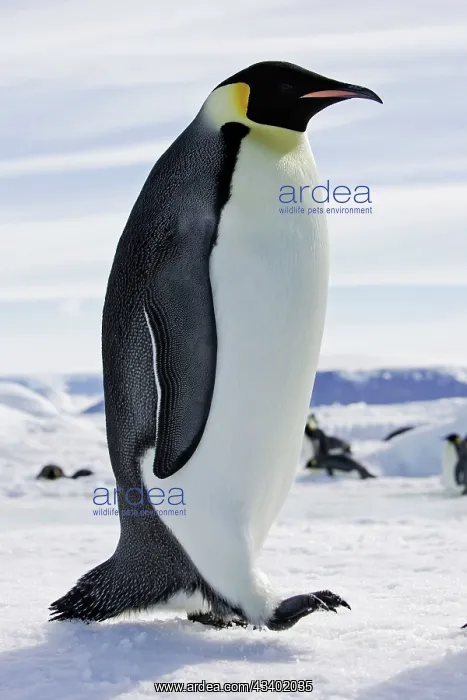 : Emperor Penguin - adult : Emperor Penguin - adult