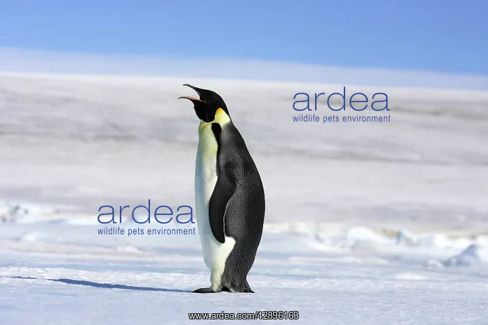  : Emperor Penguin - adult calling