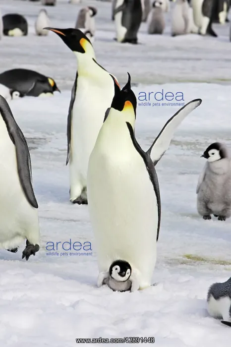 : Emperor Penguin - adult with chick : Emperor Penguin - adult with chick