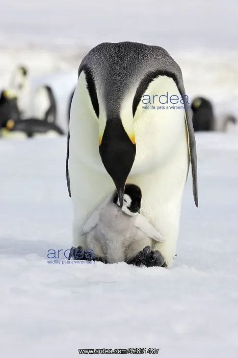 : Emperor Penguin - adult with chick : Emperor Penguin - adult with chick
