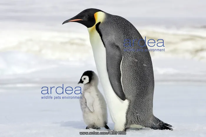 : Emperor Penguin - adult with chick : Emperor Penguin - adult with chick