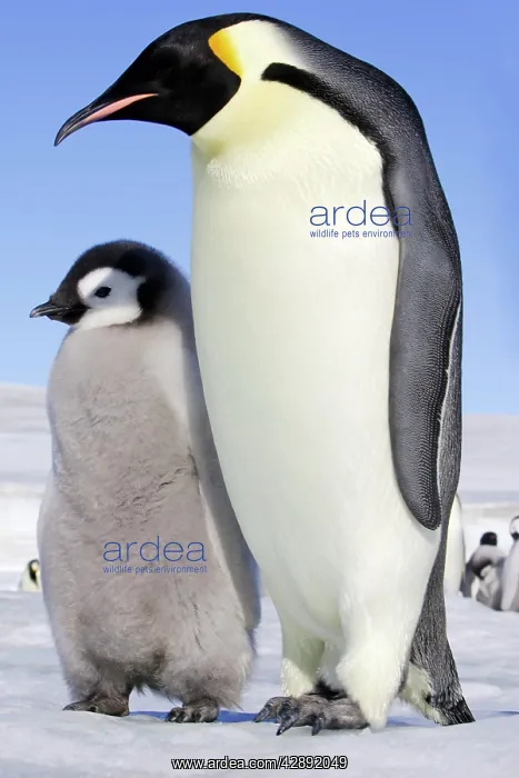 : Emperor Penguin - adult and chick : Emperor Penguin - adult and chick