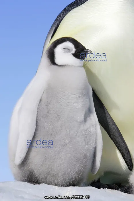 : Emperor Penguin - adult & chick : Emperor Penguin - adult & chick