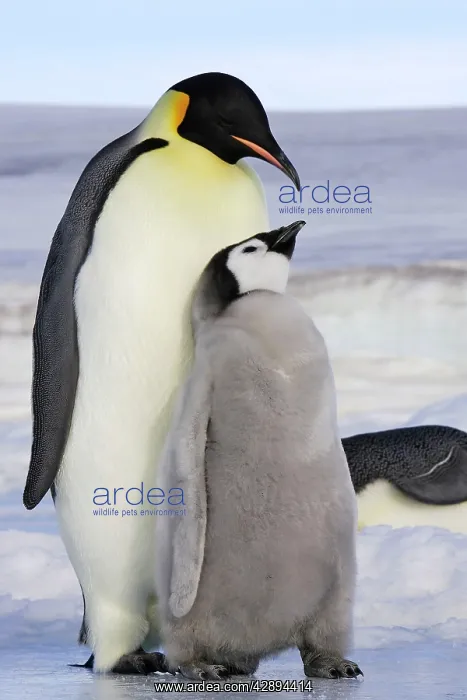 : Emperor Penguin - adult & chick : Emperor Penguin - adult & chick