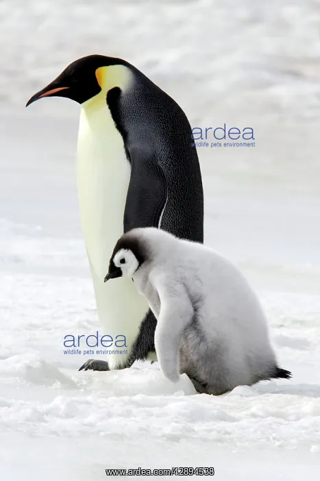 : Emperor Penguin - adult & chick : Emperor Penguin - adult & chick