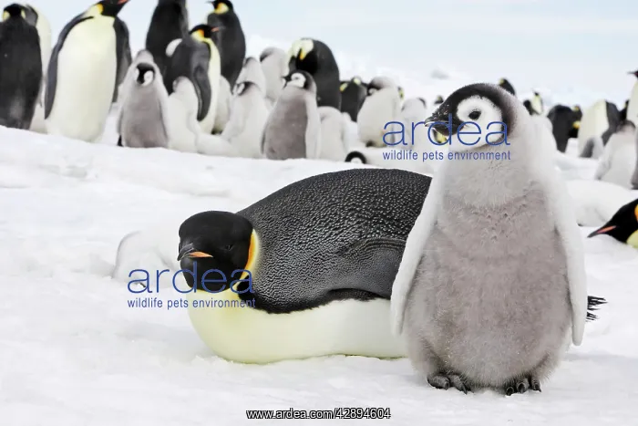 : Emperor Penguin - adult with chick : Emperor Penguin - adult with chick