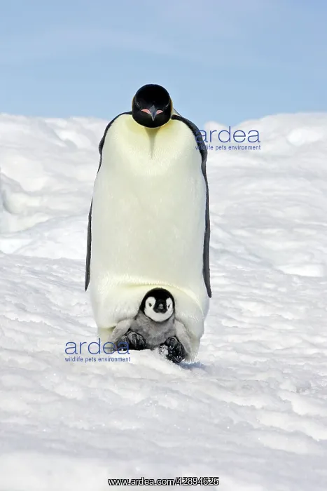 : Emperor Penguin - adult with chick : Emperor Penguin - adult with chick