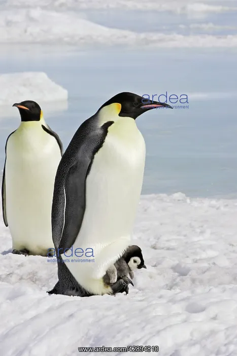 : Emperor Penguin - adult and chick : Emperor Penguin - adult and chick