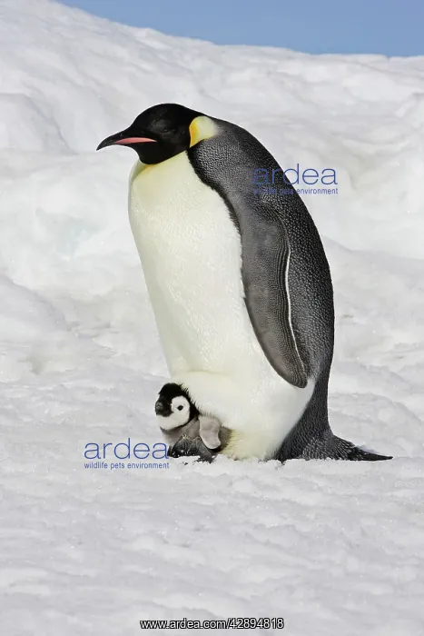 : Emperor Penguin - adult and chick : Emperor Penguin - adult and chick