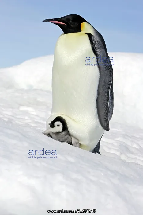 : Emperor Penguin - adult and chick : Emperor Penguin - adult and chick