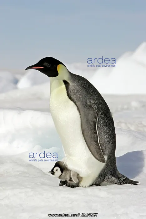 : Emperor Penguin - adult and chick : Emperor Penguin - adult and chick