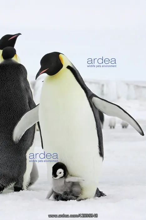: Emperor Penguin - adult and chick : Emperor Penguin - adult and chick