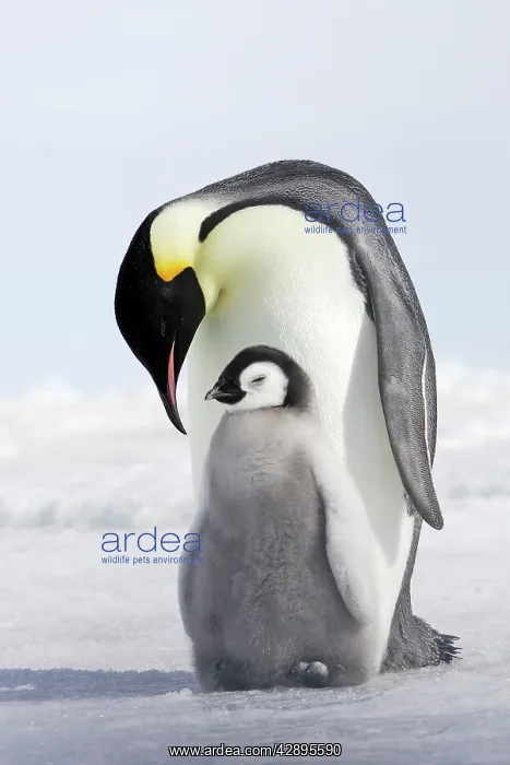 : Emperor Penguin - adult and chick : Emperor Penguin - adult and chick