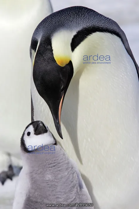 : Emperor Penguin - adult and chick : Emperor Penguin - adult and chick