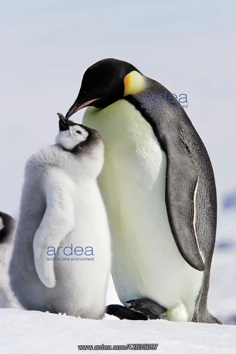 : Emperor Penguin - adult and chick : Emperor Penguin - adult and chick