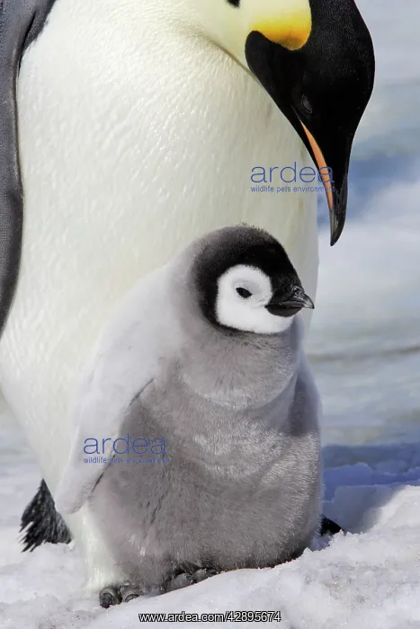  : Emperor Penguin - adult and chick