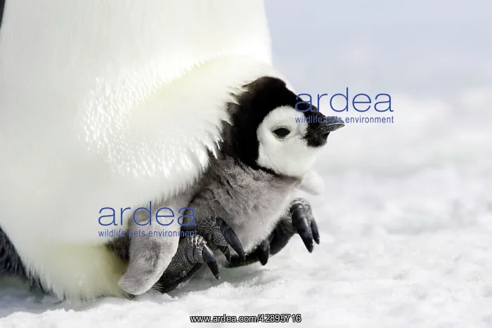 : Emperor Penguin - adult and chick : Emperor Penguin - adult and chick
