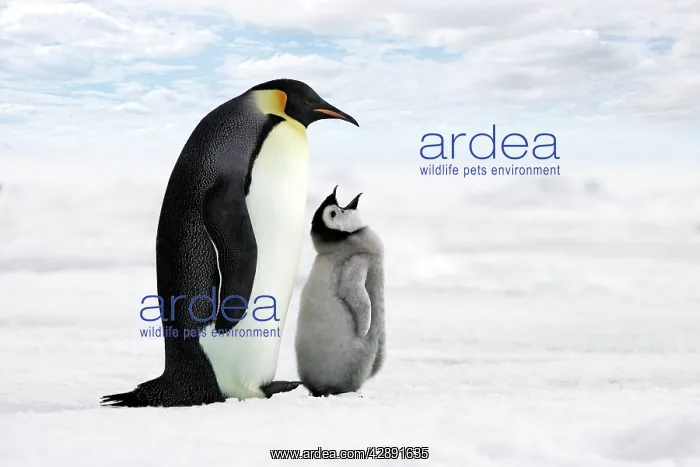 : Emperor Penguin - adult with chick begging : Emperor Penguin - adult with chick begging