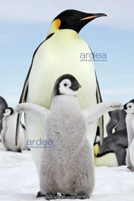 : Emperor Penguin - adult with chick stretching wings : Emperor Penguin - adult with chick stretching wings