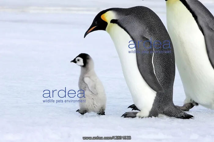 : Emperor Penguin - adult with chick walking : Emperor Penguin - adult with chick walking