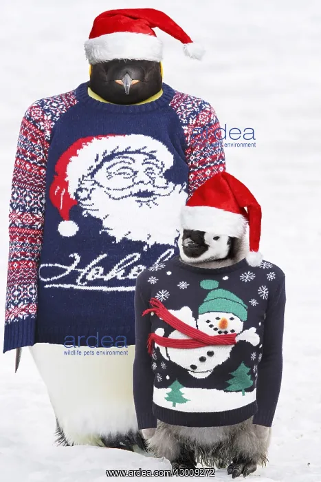  : Emperor Penguin, adult and chick wearing Christmas