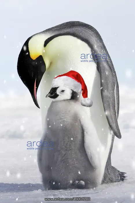 : Emperor Penguin - adult and chick wearing red Christmas : Emperor Penguin - adult and chick wearing red Christmas