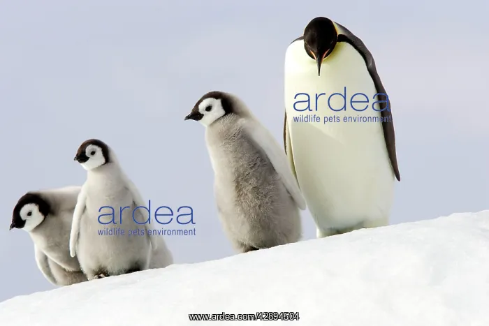 : Emperor Penguin - adult and three chicks : Emperor Penguin - adult and three chicks