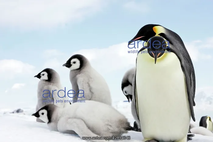 : Emperor Penguin - adult with chicks : Emperor Penguin - adult with chicks