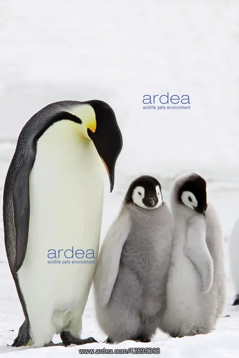 : Emperor Penguin - adult and chicks : Emperor Penguin - adult and chicks