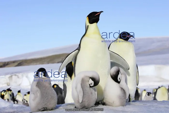  : Emperor Penguin - adult & chicks
