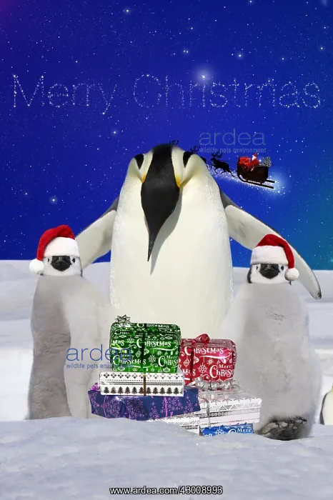 : Emperor Penguin, adult and two chicks with Christmas : Emperor Penguin, adult and two chicks with Christmas