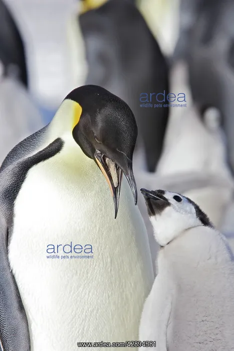 : Emperor Penguin - adult about to feed begging chick : Emperor Penguin - adult about to feed begging chick