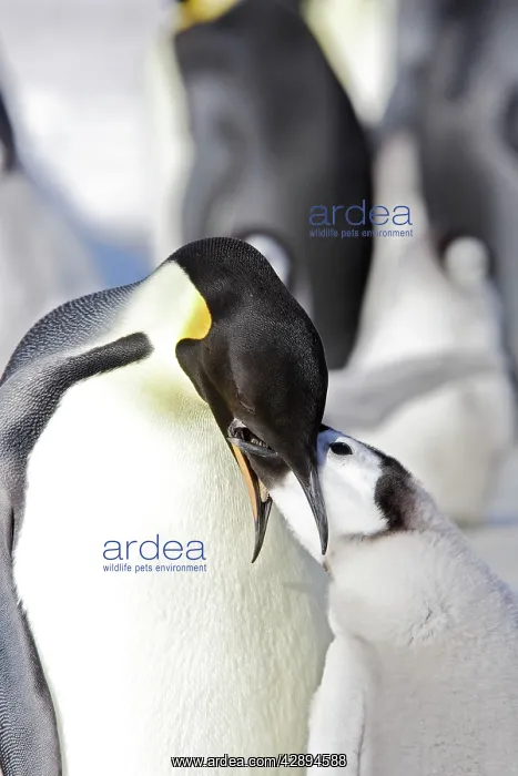 : Emperor Penguin - adult feeding begging chick : Emperor Penguin - adult feeding begging chick