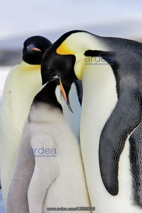 : Emperor Penguin - adult feeding chick : Emperor Penguin - adult feeding chick