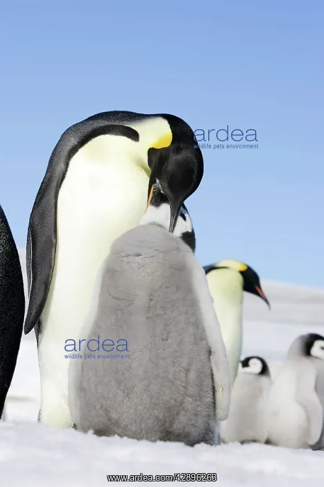 : Emperor Penguin - adult feeding chick : Emperor Penguin - adult feeding chick