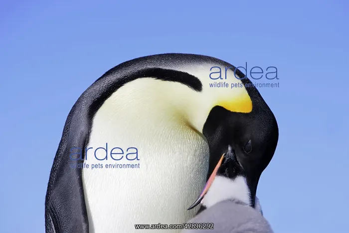 : Emperor Penguin - adult feeding chick : Emperor Penguin - adult feeding chick