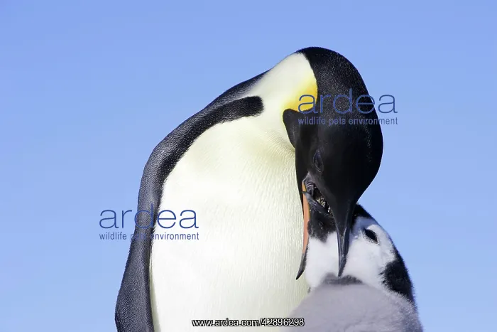 : Emperor Penguin - adult feeding chick : Emperor Penguin - adult feeding chick
