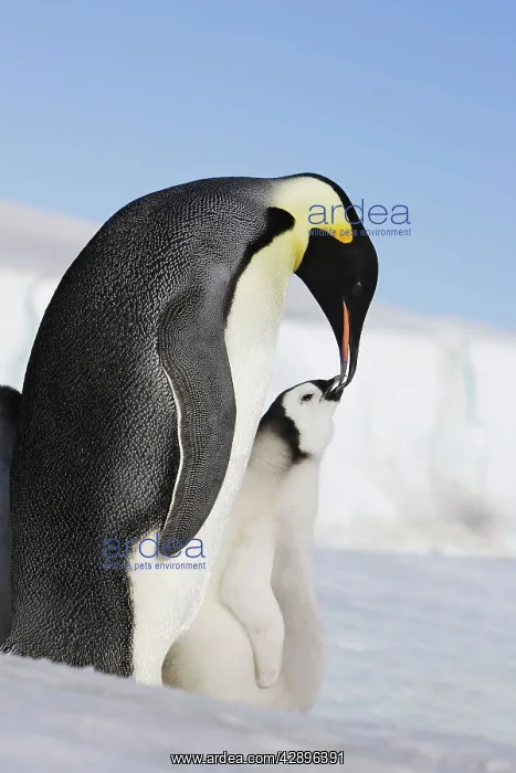 : Emperor Penguin - adult feeding chick : Emperor Penguin - adult feeding chick